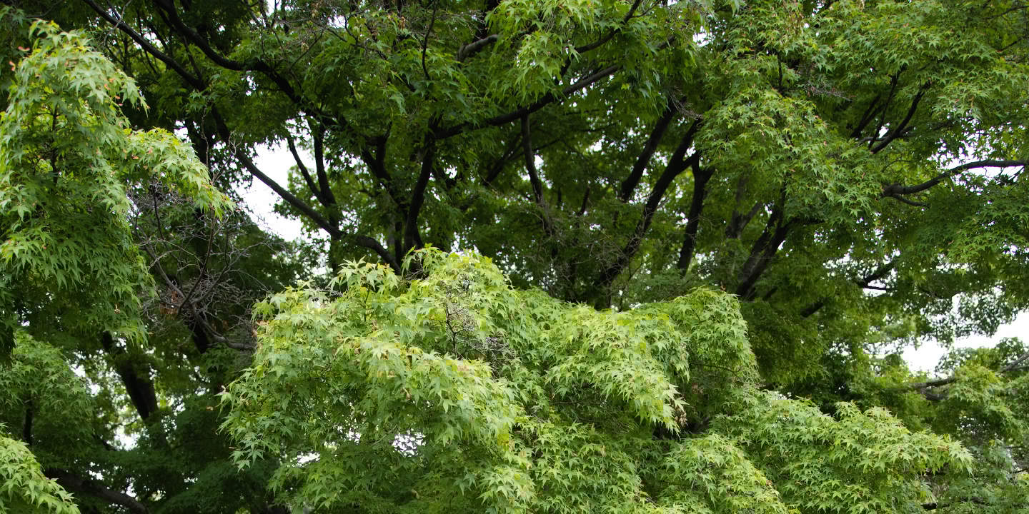 Tokyo: Wedding Photo Tour dengan 3 Lokasi & Pro Styling